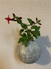 画像6: バクダン花入S 掛け花 (6)